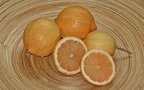vignette Citronnier sanguin (Citrus limon 'albovariegata')