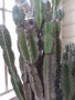 vignette Cereus jamacaru