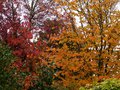 vignette Coloration d'automne 9 au 24 11 14