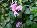 vignette Rhododendron williamsianum roots barrett au 26 11 14