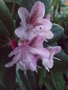 vignette Rhododendron 'Cheer'