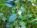 vignette Spiraea tarokoensis Hayata CMTW12