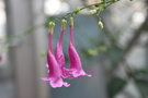 vignette Strobilanthes cusia