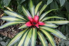 vignette Neoregelia carolinae f. tricolor