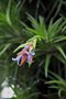 vignette Tillandsia tenuifolia var. surinamensis