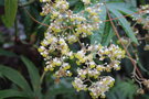 vignette Begonia luxurians