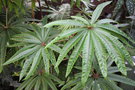 vignette Begonia luxurians