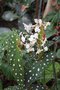 vignette Begonia maculata var. wightii