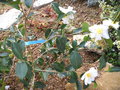 vignette Camellia Sasanqua Narcissiflora