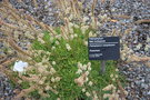 vignette Petrophytum caespitosum