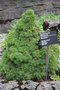 vignette Picea glauca 'Humpty Dumpty'