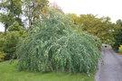 vignette Cercidiphyllum japonicum 'Tidal Wave'