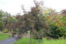 vignette Gleditsia triacanthos 'Rubylace'