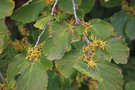 vignette Hamamelis virginiana