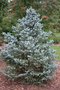 vignette Picea pungens 'Corbet'