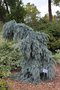 vignette Picea pungens 'Glauca Slenderina Pendula'