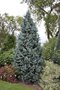 vignette Picea pungens 'Iseli Fastigiate'