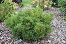 vignette Pinus strobus 'Mini Twists'