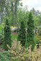 vignette Thuja occidentalis 'Unicorn'