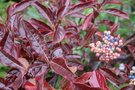 vignette Viburnum nudum Brandywine