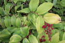 vignette Maianthemum racemosum ssp. racemosum