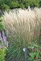 vignette Calamagrostis x acutiflora 'Karl Foerster'