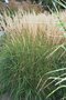 vignette Calamagrostis x acutiflora