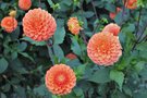 vignette Dahlia 'Camano Buz'