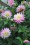 vignette Dahlia 'Miss Teagan'