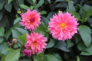 vignette Dahlia 'Sonic Bloom'