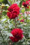 vignette Dahlia 'Spartacus'