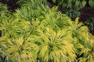 vignette Hakonechloa macra 'All Gold'