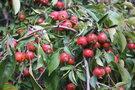 vignette Malus 'Echtermeyer'