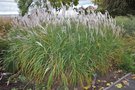 vignette Miscanthus 'Purpurascens'