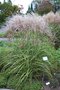 vignette Miscanthus sinensis 'Huron Sunrise'