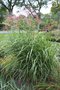 vignette Miscanthus sinensis 'Pnktchen'