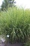 vignette Miscanthus sinensis 'Strictus'