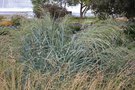 vignette Panicum amarum 'Dewey Blue'