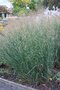 vignette Panicum virgatum cv.