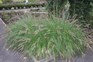 vignette Pennisetum alopecuroides 'Foxtrot'