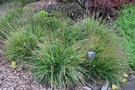 vignette Sesleria autumnalis