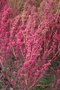 vignette Chenopodium berlandieri ssp. nuttalliae