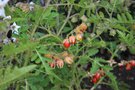 vignette Solanum sisymbriifolium