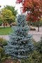 vignette Picea pungens 'Baby Blueeyes'