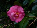 vignette Camellia japonica Lady clare premires fleurs gros plan au 29 11 14