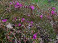 vignette Azalea japonica petites fleurs mauves petites feuilles autre vue au 29 11 14