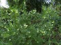 vignette Grevillea gracilis alba qui commence sa floraison au 29 11 14