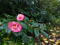 vignette Camellia japonica Lady clare premières fleurs au 29 11 14