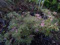 vignette Rhododendron macrosepalum linearifolium au 29 11 14