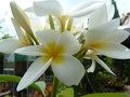 vignette Plumeria alba